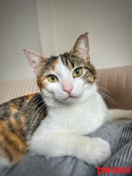 Tekir Kedi, Kedi  Pelinsu fotoğrafı