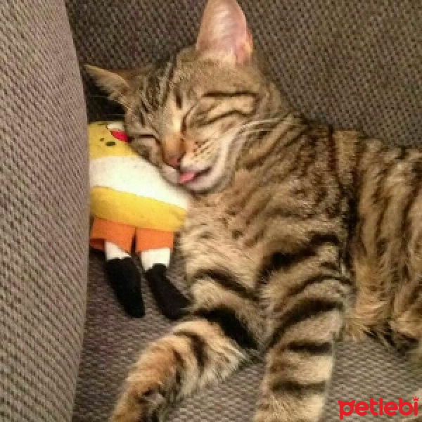 Tekir Kedi, Kedi  Krej fotoğrafı
