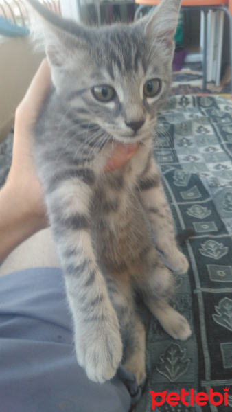 Tekir Kedi, Kedi  Paşa fotoğrafı