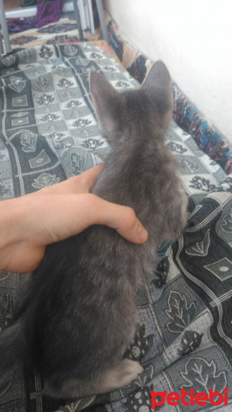 Tekir Kedi, Kedi  Paşa fotoğrafı