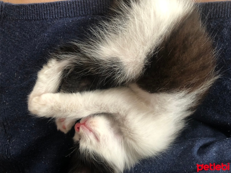 Tuxedo (Smokin) Kedi, Kedi  Badem fotoğrafı