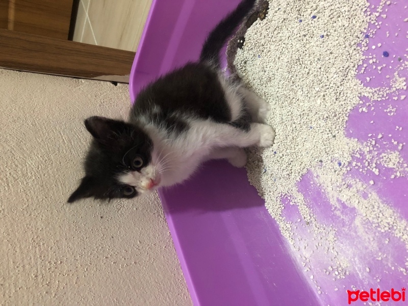 Tuxedo (Smokin) Kedi, Kedi  Badem fotoğrafı