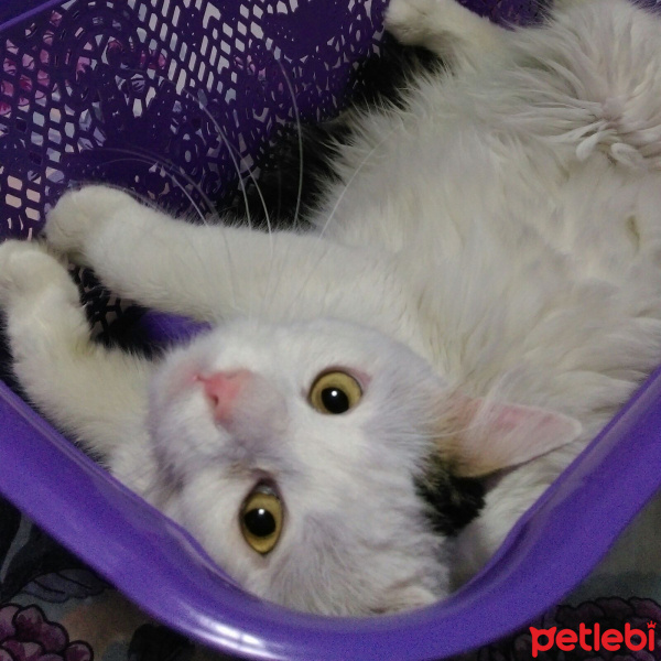 Soke, Kedi  Jiraiya fotoğrafı