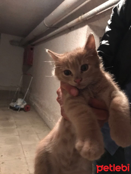 Tekir Kedi, Kedi  Adları yok  fotoğrafı