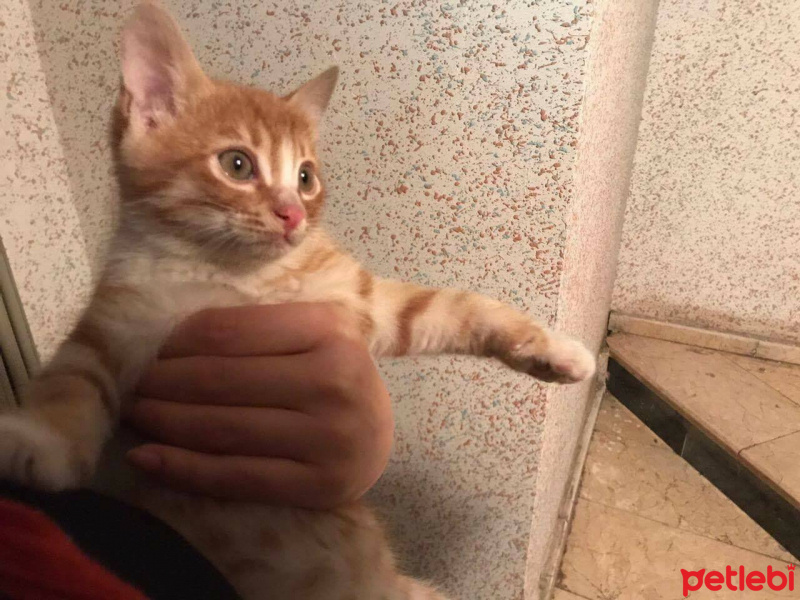 Tekir Kedi, Kedi  Adları yok  fotoğrafı