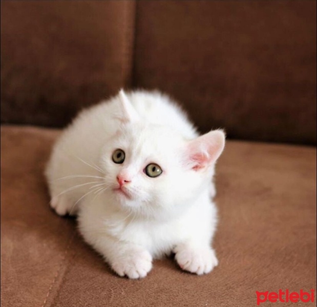 British Shorthair, Kedi  Pamuk fotoğrafı