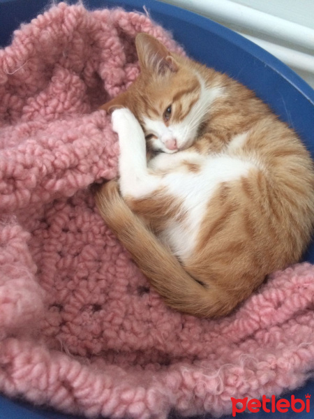 Tekir Kedi, Kedi  Tarçın fotoğrafı