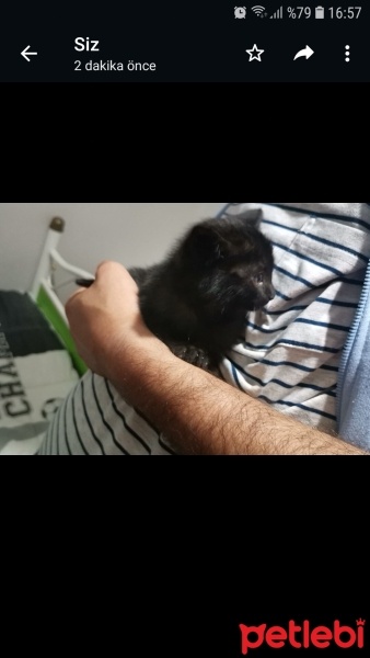 Tekir Kedi, Kedi  Gece fotoğrafı