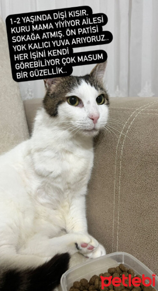 Tekir Kedi, Kedi  Prenses İrem fotoğrafı