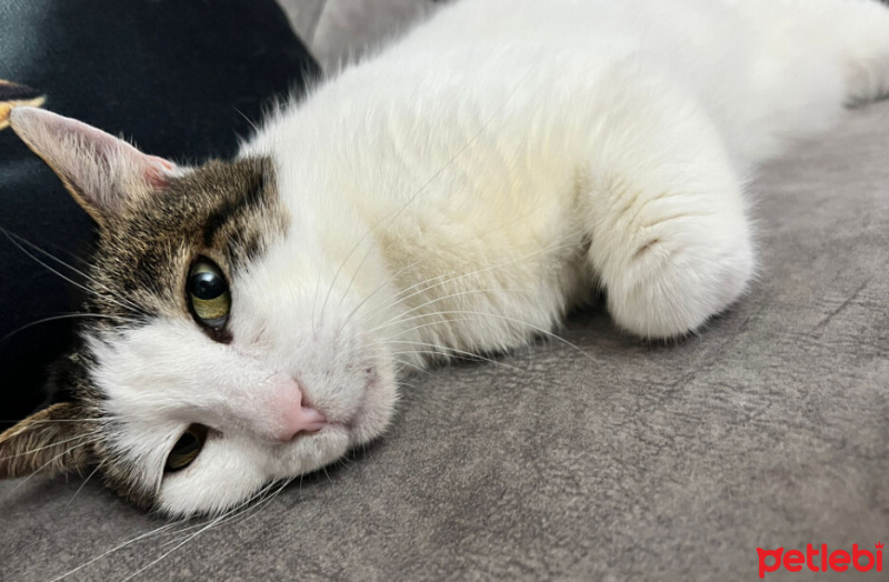 Tekir Kedi, Kedi  Prenses İrem fotoğrafı
