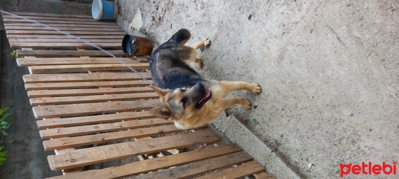 Alman Çoban Köpeği, Köpek  Hera fotoğrafı