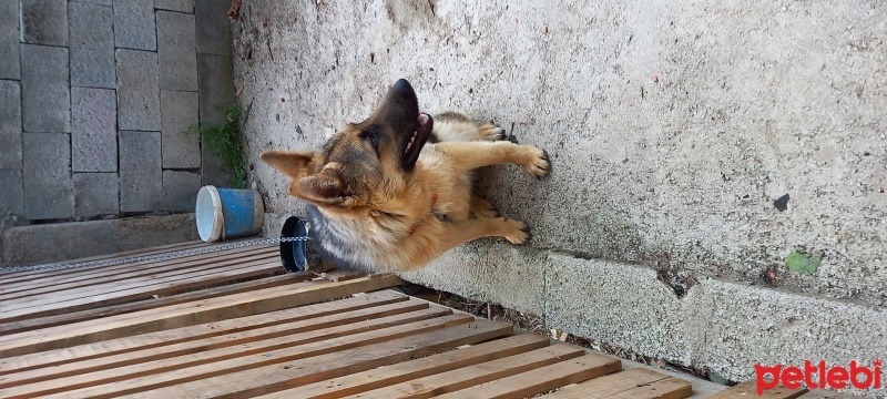 Alman Çoban Köpeği, Köpek  Hera fotoğrafı