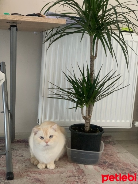 Exotic Shorthair, Kedi  Paşa fotoğrafı