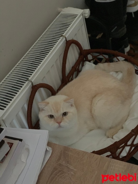Exotic Shorthair, Kedi  Paşa fotoğrafı
