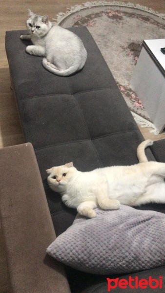 Exotic Shorthair, Kedi  Paşa fotoğrafı