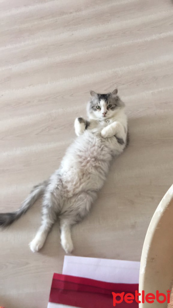 Chinchilla, Kedi  Funky fotoğrafı