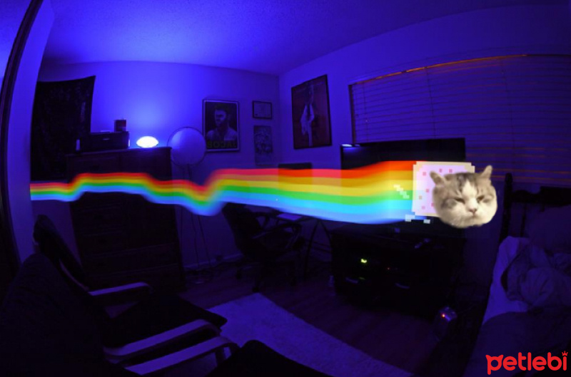 Chinchilla, Kedi  Funky fotoğrafı