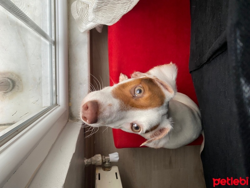 Jack Russell Terrier, Köpek  Maça fotoğrafı