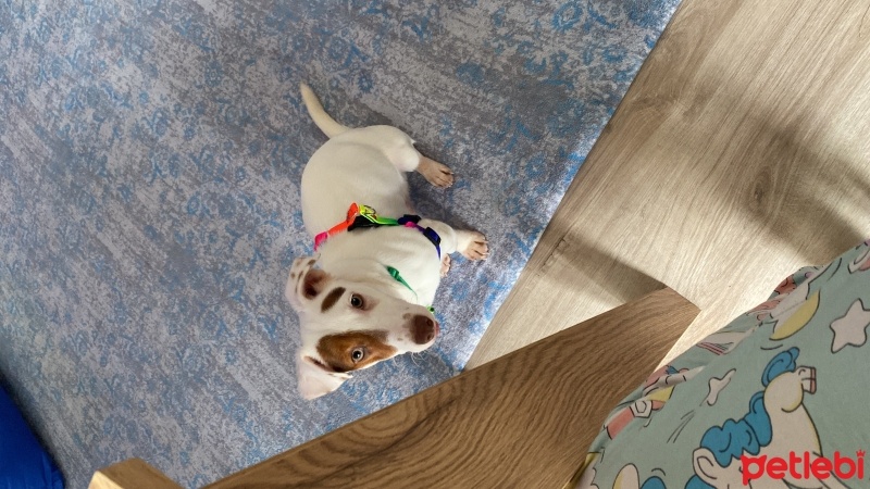 Jack Russell Terrier, Köpek  Maça fotoğrafı