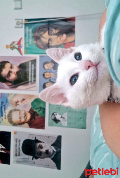 Tekir Kedi, Kedi  Sahiplendirildi fotoğrafı