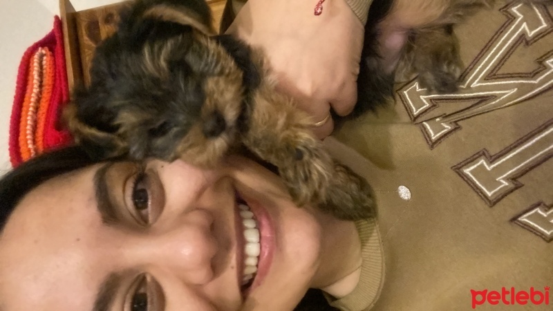 Yorkshire Terrier, Köpek  Dembe fotoğrafı