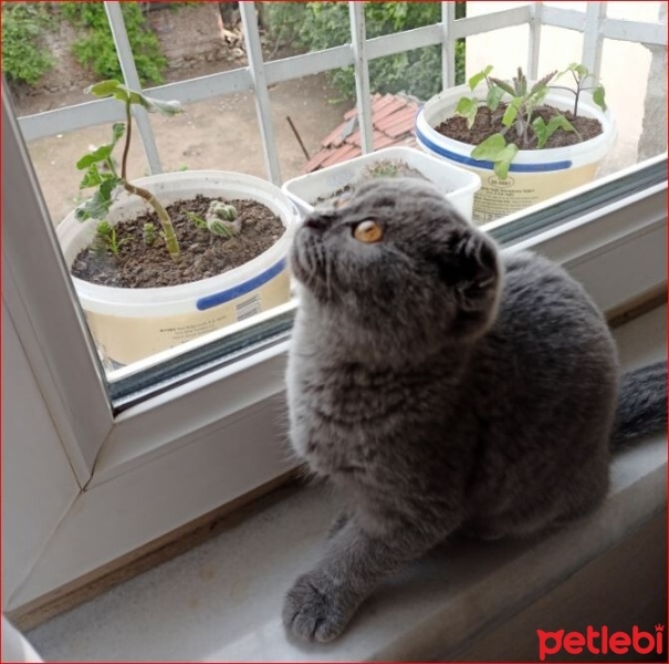 Scottish Fold, Kedi  Miya fotoğrafı
