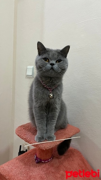 British Shorthair, Kedi  Pamuk fotoğrafı