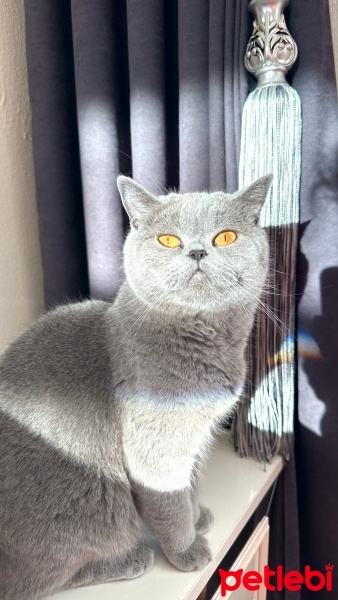 British Shorthair, Kedi  Pamuk fotoğrafı