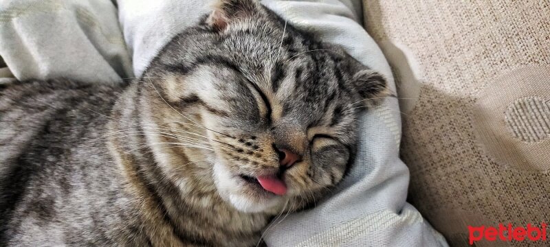 Scottish Fold, Kedi  Kaju fotoğrafı