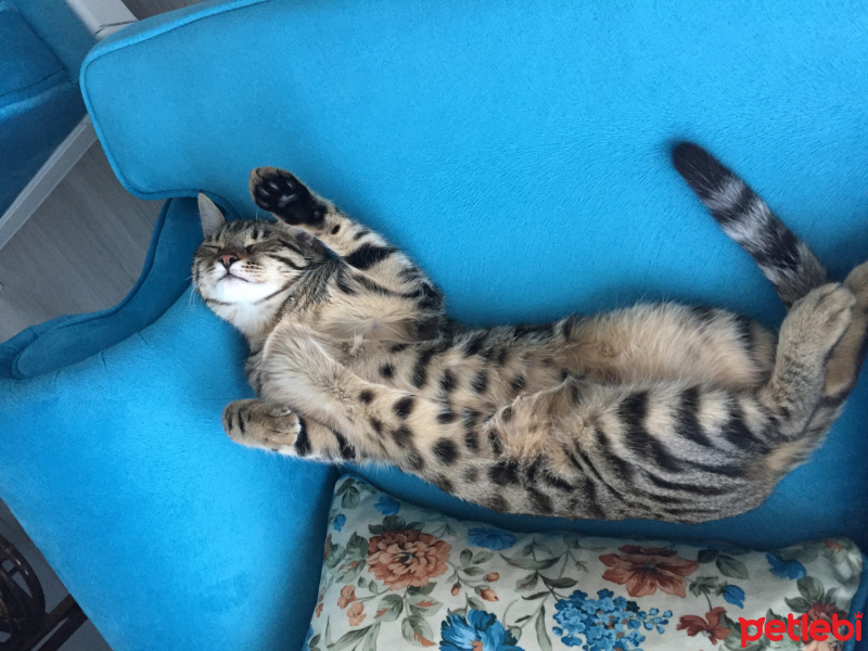 Tekir Kedi, Kedi  Mısır fotoğrafı