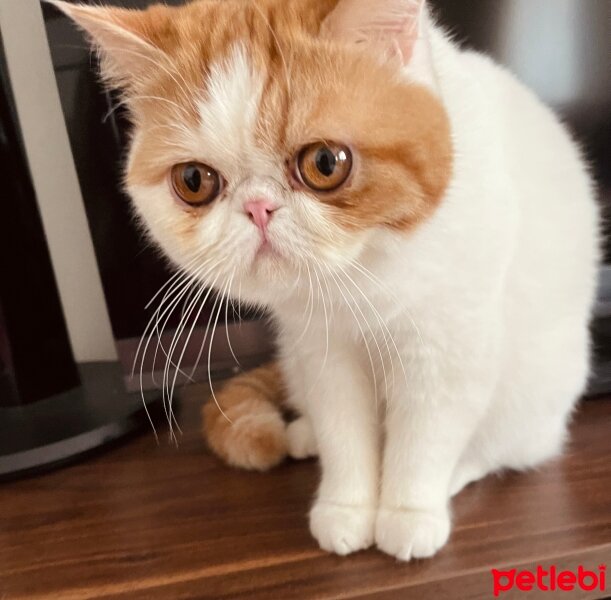 Exotic Shorthair, Kedi  Sarmuş fotoğrafı