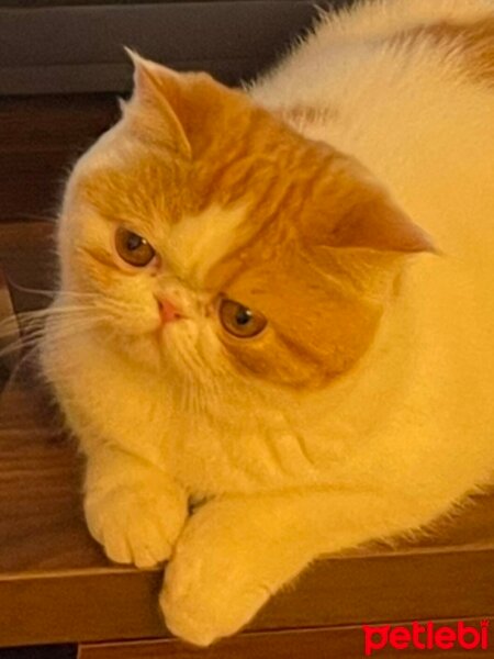 Exotic Shorthair, Kedi  Sarmuş fotoğrafı