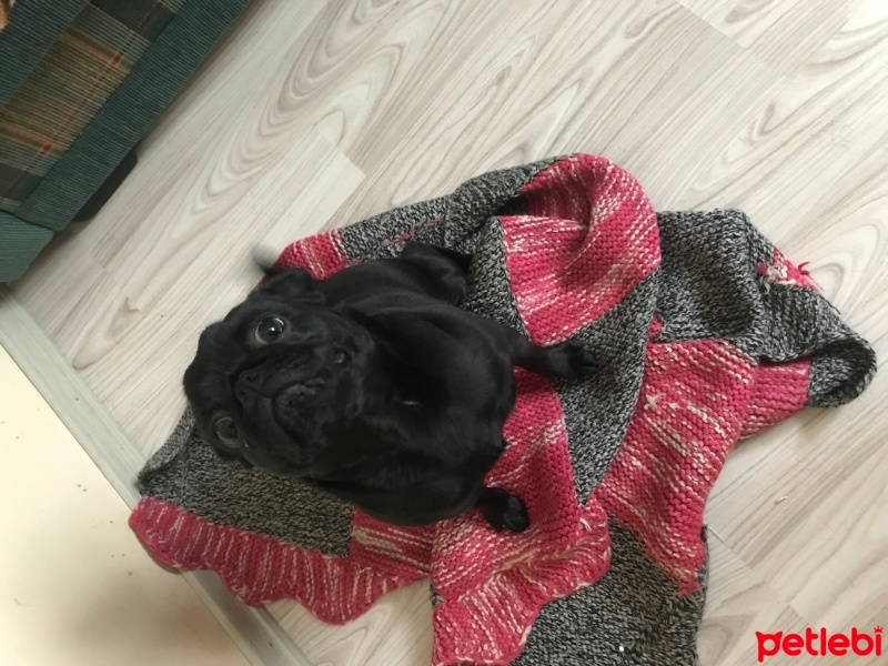 Pug, Köpek  Lady fotoğrafı