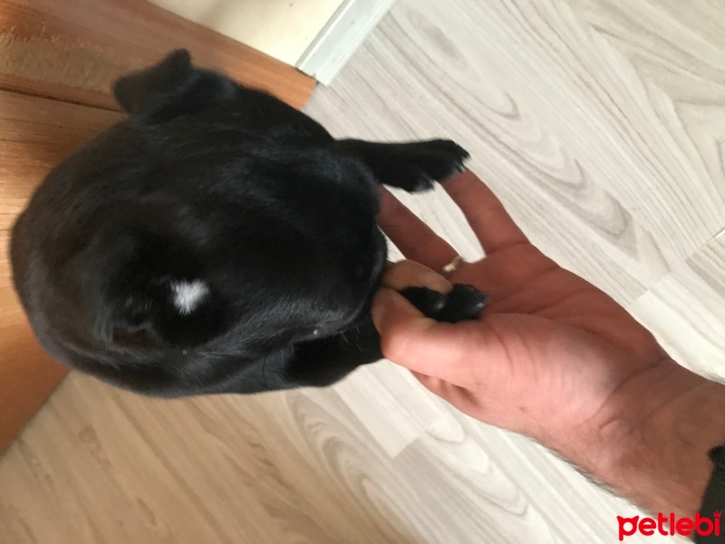 Pug, Köpek  Lady fotoğrafı