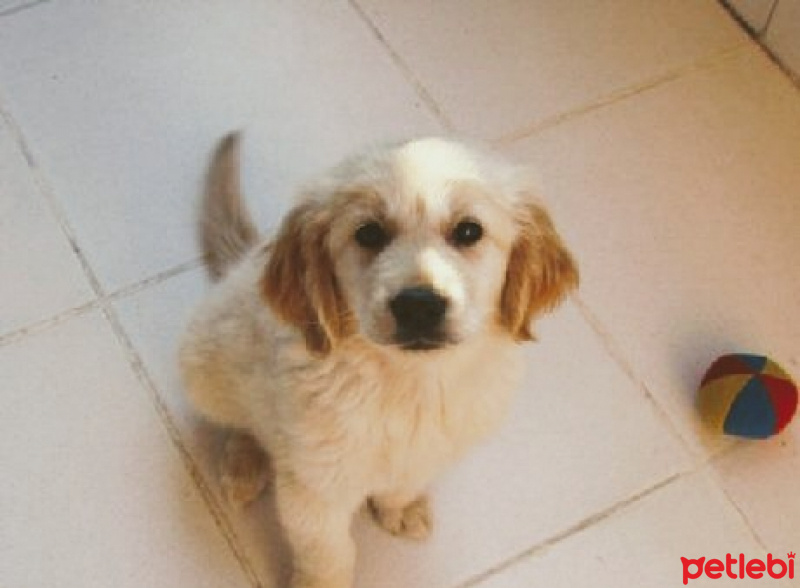 Golden Retriever, Köpek  Sarışın fotoğrafı