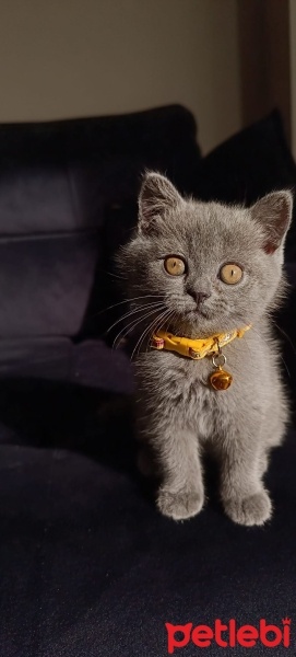 British Shorthair, Kedi  Gırgır fotoğrafı