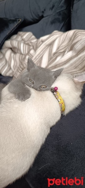 British Shorthair, Kedi  Gırgır fotoğrafı