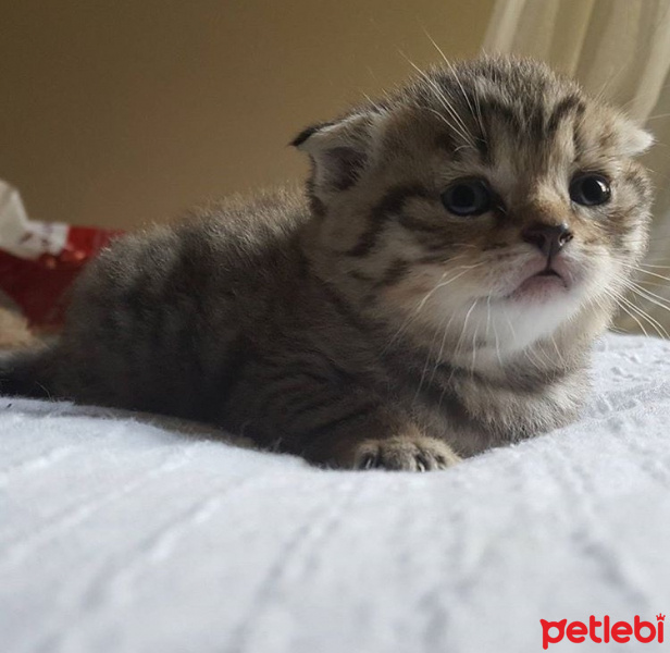 Scottish Fold, Kedi  Yok fotoğrafı