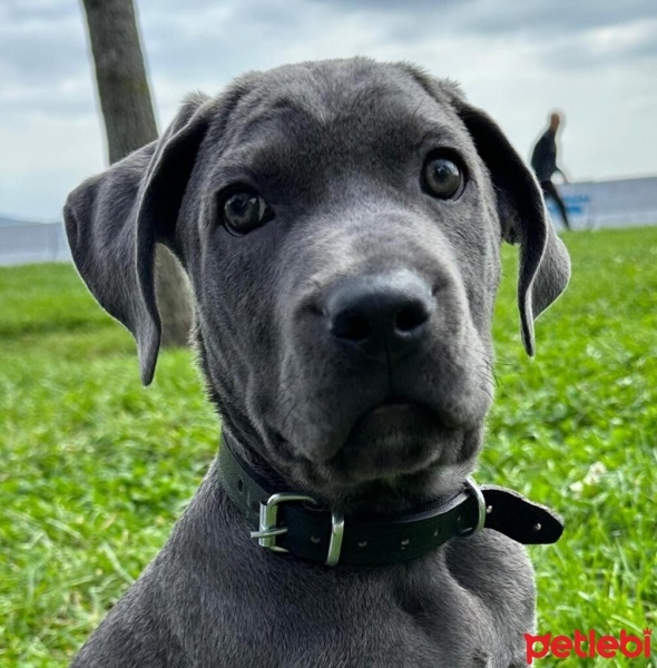 Cane Corso Italiano, Köpek  Cash fotoğrafı