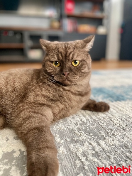 British Shorthair, Kedi  Behlül fotoğrafı