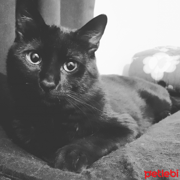 Tekir Kedi, Kedi  Lilith fotoğrafı