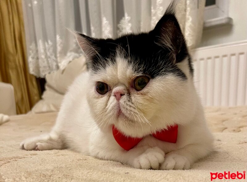 Exotic Shorthair, Kedi  Teko fotoğrafı