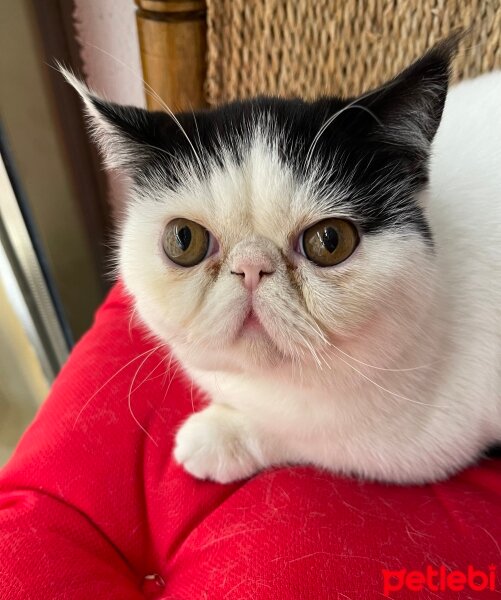 Exotic Shorthair, Kedi  Teko fotoğrafı