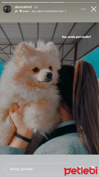Pomeranyalı, Köpek  Venüs fotoğrafı