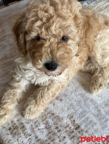 Poodle (Minyatür Kaniş), Köpek  Herkül fotoğrafı