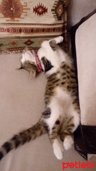 Tekir Kedi, Kedi  YASTIK fotoğrafı