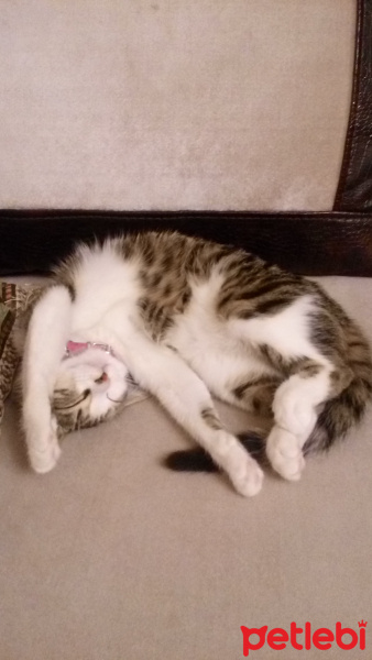 Tekir Kedi, Kedi  YASTIK fotoğrafı