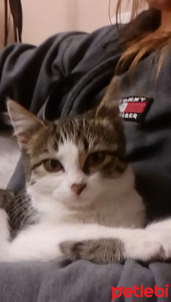 Tekir Kedi, Kedi  YASTIK fotoğrafı