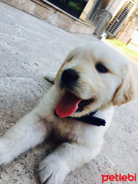 Golden Retriever, Köpek  Diaz fotoğrafı