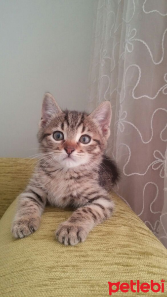Tekir Kedi, Kedi  ÇILGIN fotoğrafı